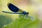 The dragonflies have a very voluminous head, the eyes made up of about 50,000 ommatidia and relatively short antennae; the two pai