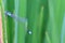 Dragonflies in the leaves of rice plants.