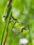 dragonflies paring in the grass. the shape of a heart is created in the process