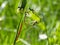 dragonflies paring in the grass. the shape of a heart is created in the process