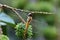 Dragonflies perch on tree branches