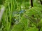 Dragonflies in perfect heart formation resting on the lake