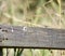 Dragonflies at RSPB Minsmere