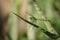 dragonflies (scientific name: anisoptera)