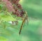 Dragonfly Aeshna affinis (female)