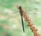 Dragonfly Aeshna mixta (male)