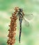 Dragonfly Aeshna mixta (male)