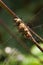 Dragonfly Aeshna mixta or Migrant hawker