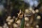 Dragonfly on agave tip