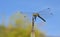 Dragonfly on agave tip