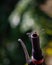 dragonfly alight on bicycle handle bar with blur bokeh background