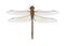 Dragonfly Anax ephippiger