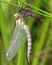 Dragonfly Anax imperator