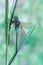 Dragonfly Anax parthenope (male)