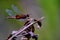 Dragonfly Anisoptera