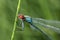 Dragonfly-arrow close-up, early morning in dewdrops