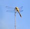 Dragonfly on a background of blue sky