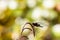 Dragonfly background. Closeup of Broad-bodied chaser dragonfly male Libellula depressa with large transparent wings and light