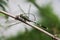 Dragonfly on bamboo
