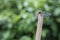 Dragonfly on bamboo stick. Blurred background with writing space