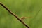 dragonfly basking on a twig