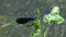 Dragonfly Beautiful Demoiselle /Calopteryx virgo/ sitting on a green leaf