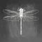 Dragonfly. Beauty insect. Hand drawn stock illustration. Chalk board drawing. White realistic sketch on blackboard and