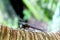 Dragonfly on birch branch close-up