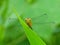 Dragonfly On A Blade Of Grass