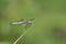 Dragonfly on Blade of Grass