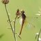 Dragonfly on a blade of grass dries its wings from dew