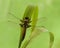 the dragonfly on a blade of grass dries its wings from dew