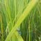 Dragonfly, blue, country living, upclose,