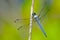 Dragonfly Blue Dasher