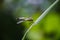 Dragonfly blur