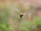 Dragonfly, blur background.