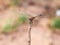 Dragonfly, blur background.