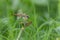 Dragonfly (Brachydiplax chalybea) 2