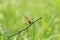 Dragonfly (Brachydiplax chalybea) 4