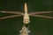 Dragonfly Brachythemis contaminata Beautiful insect Close-up