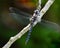 Dragonfly on Branch