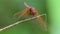 Dragonfly on branch.