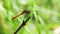 Dragonfly on a Branch on Green Plants Background