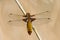 Dragonfly - Broad bodied chaser