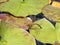 Dragonfly Brown Hawker laying eggs