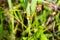 Dragonfly brown on the leaves