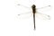 dragonfly bug macro close up image isolated above white background