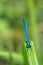 Dragonfly Calopteryx splendens