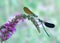 Dragonfly Calopteryx splendens (pair)