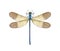 Dragonfly Calopteryx syriaca (male)